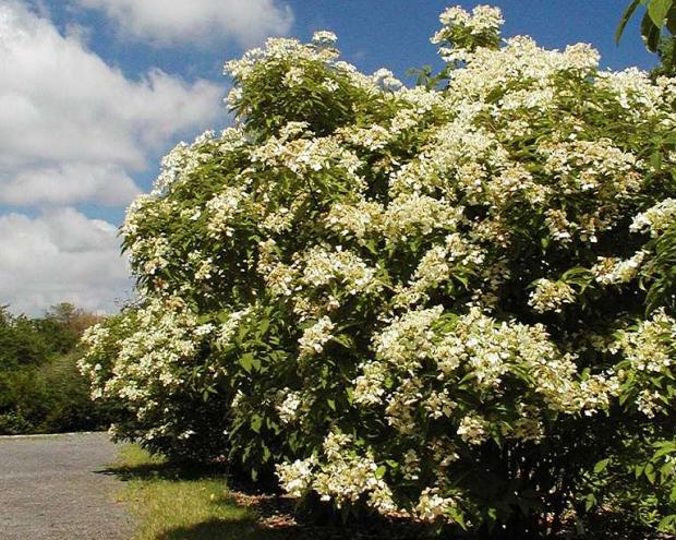 Hydrangea heteromalla 'Bretschsneideri'
