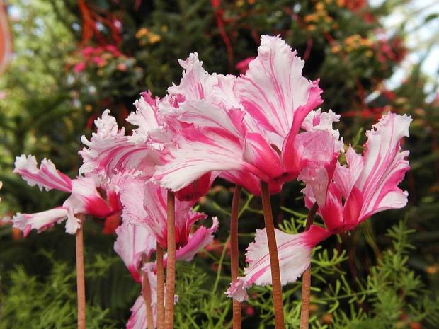 Cyclamen persicum 'Striata'