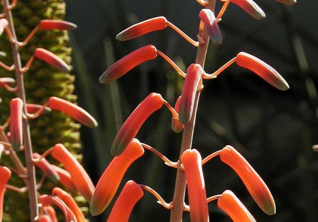 Aloe sp. in bloom