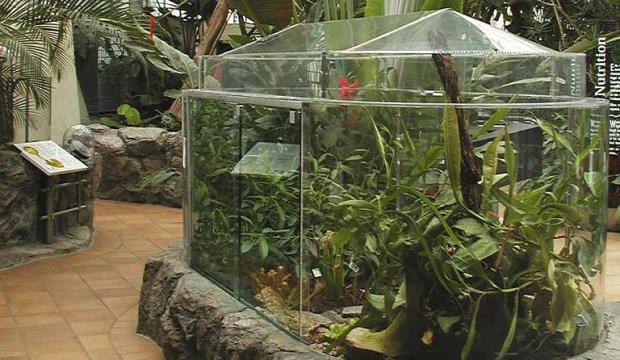 Terrarium de plantes insectivores à la serre d'accueil Molson Terrarium de plantes insectivores à la serre d'accueil Molson