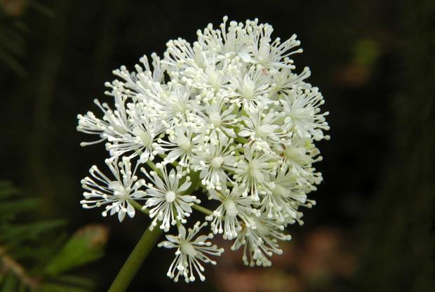 Actaea rubra