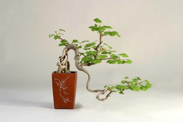 Ginkgo biloba