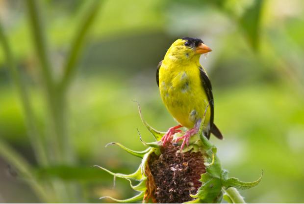 Goldfinch on a sunflower