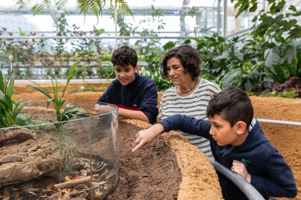 A family is observing a millipede in the Great Vivarium of the Insectarium.