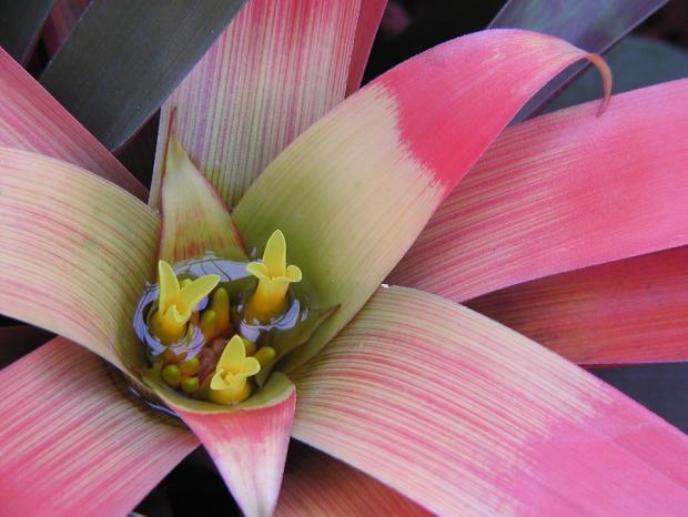 Guzmania sanguinea var. sanguinea.