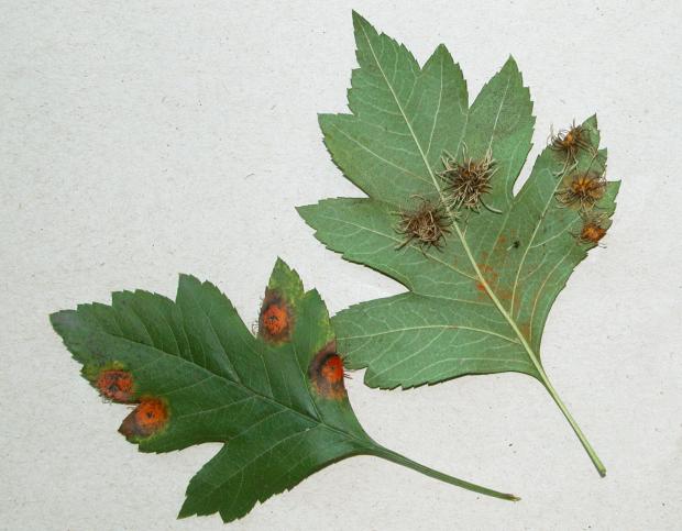 Gymnosporangium sp. on Crataegus sp.