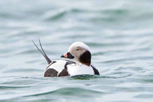 A long-tailed duck floating on water