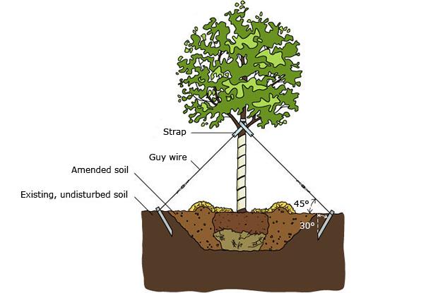 Image of Guy wires plant stakes