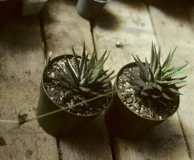 Haworthia fasciata