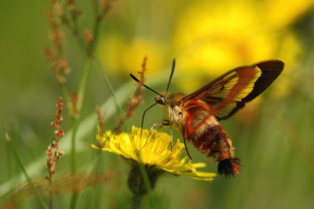 Hemaris thysbe.