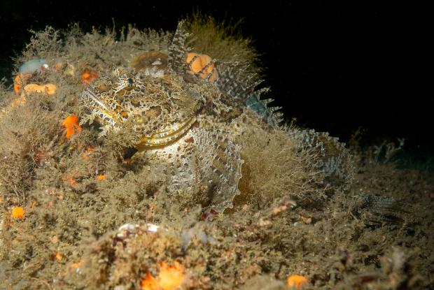 Hémitriptère de l'Atlantique bien camouflé