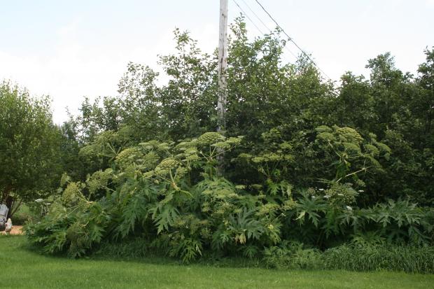 Heracleum mantegazzianum