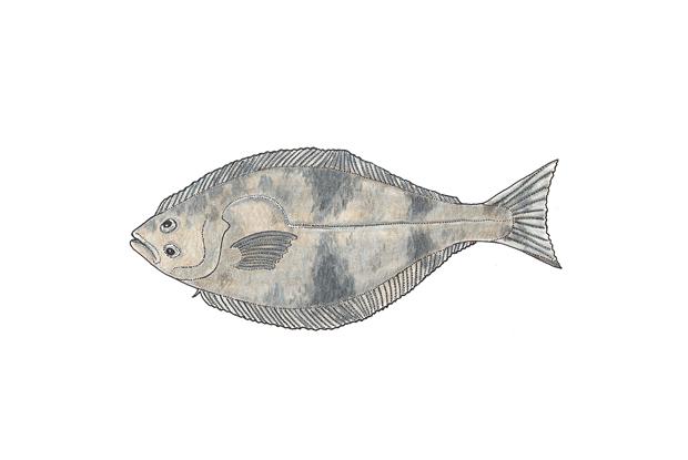 Hippoglossus hippoglossus