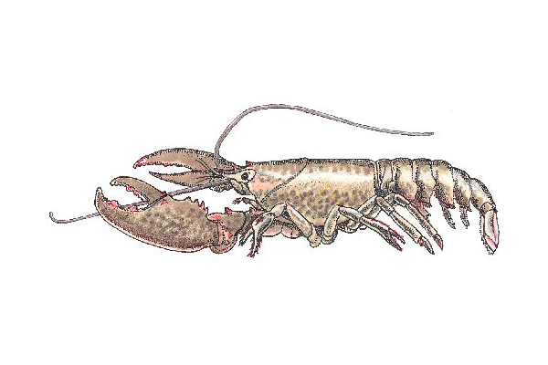 Homarus americanus