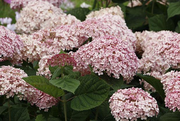 Une hydrangée arborescente en fleurs