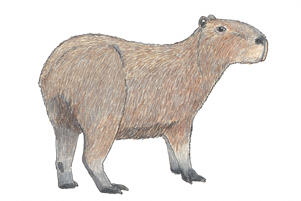 Hydrochoerus hydrochaeris