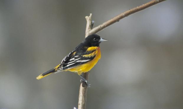 Icterus galbula