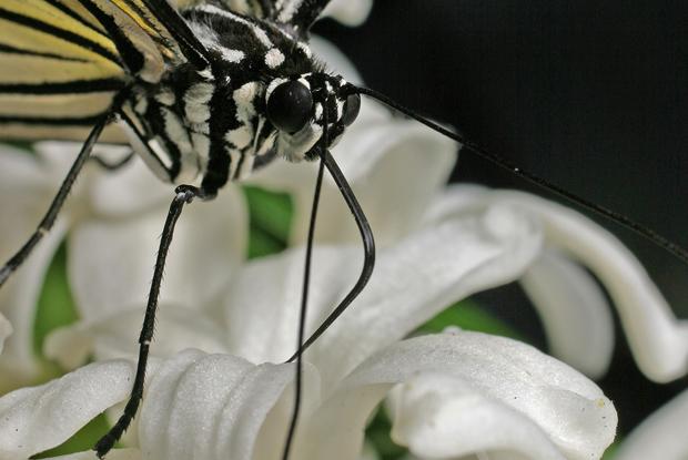 Idea leucone, Phillipines.