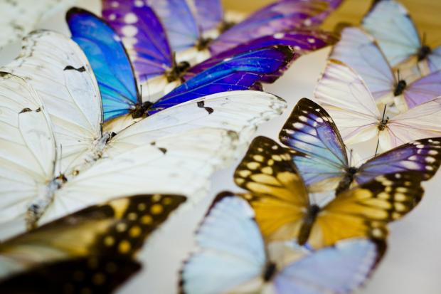 Identification de papillons