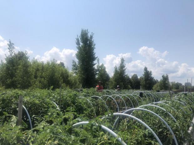Fields of different tomato cultivars in Montreal