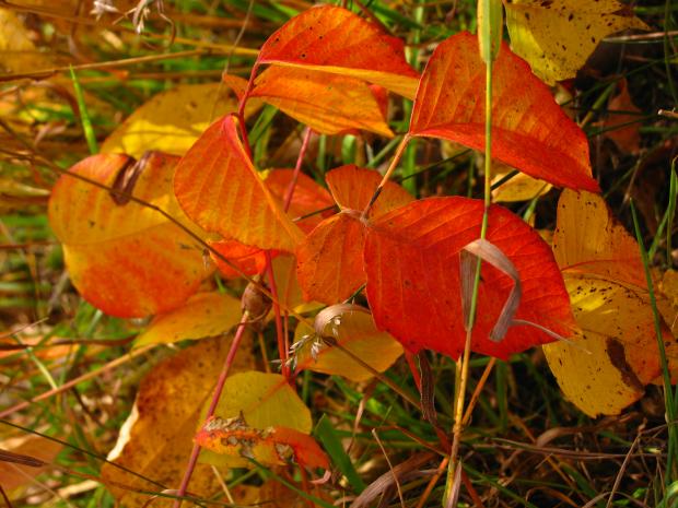Poison ivy (Toxicodendron radicans) - Autumn colouring