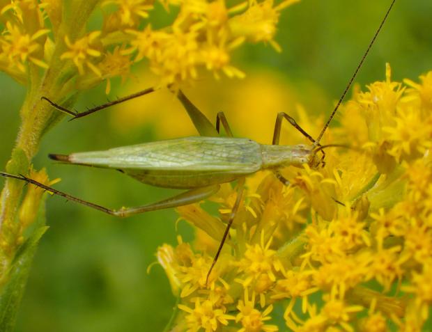 Snowy tree cricket