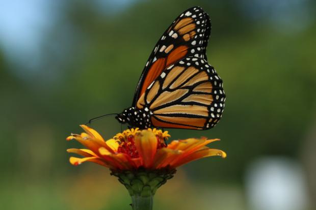 Danaus plexippus