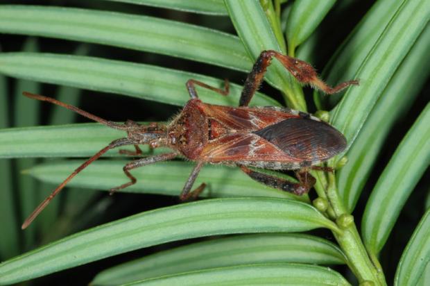  Western conifer seed bug