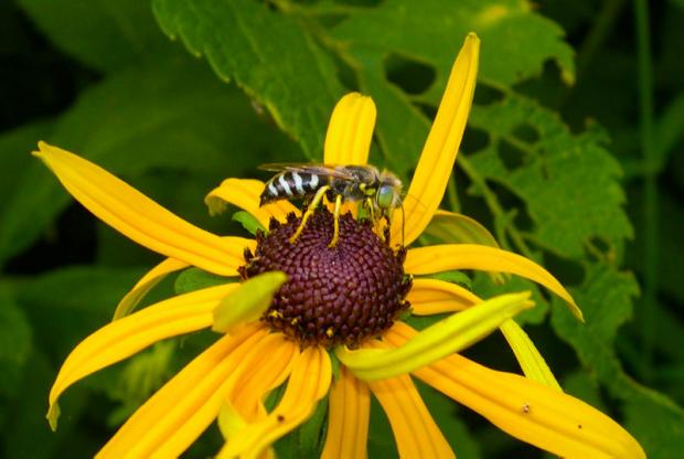 Bembix americana