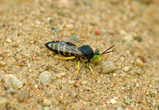 Bembix americana