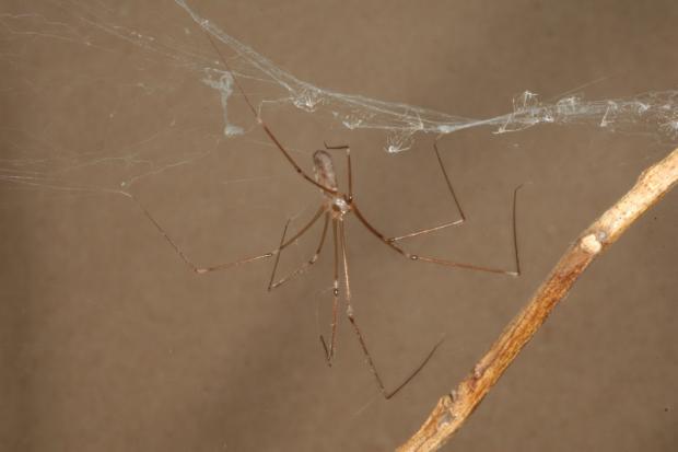 Long-bodied cellar spider 