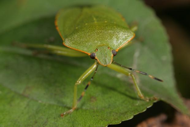 Green stink bug