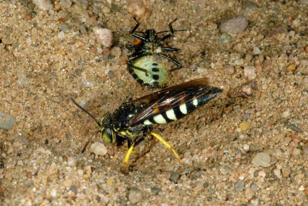 Bicyrtes quadrifasciatus