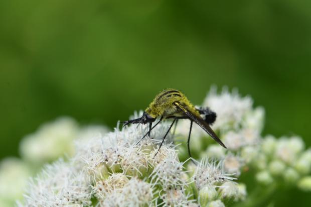 Bee flies