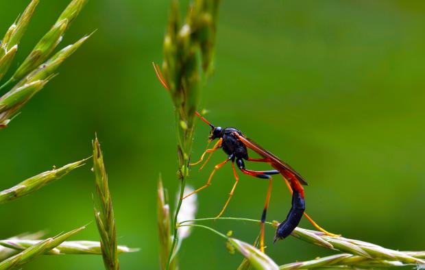 Ichneumonidae 