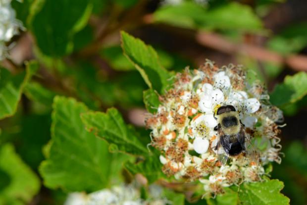 Syrphid flies