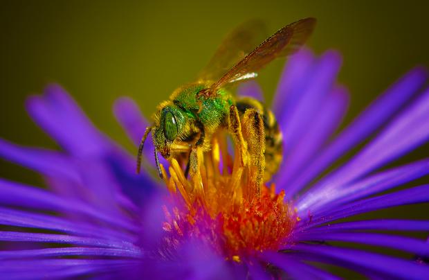 Agapostemon virescens 