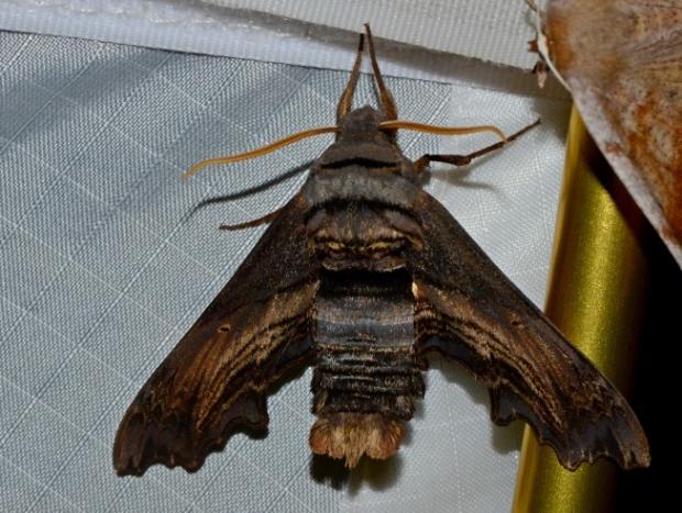 Abbott’s sphinx