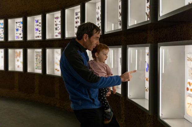 À l’Insectarium, un visiteur montre des papillons naturalisés à sa petite-fille.