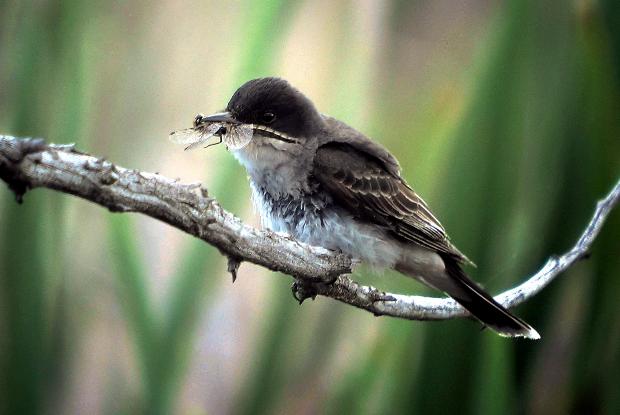 A bird eats a dragonfly.