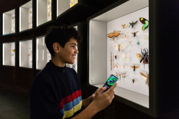 A young boy is looking at a showcase full of naturalized insects.