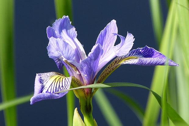Harlequin blue flag (Iris versicolor) is the official floral emblem of Québec
