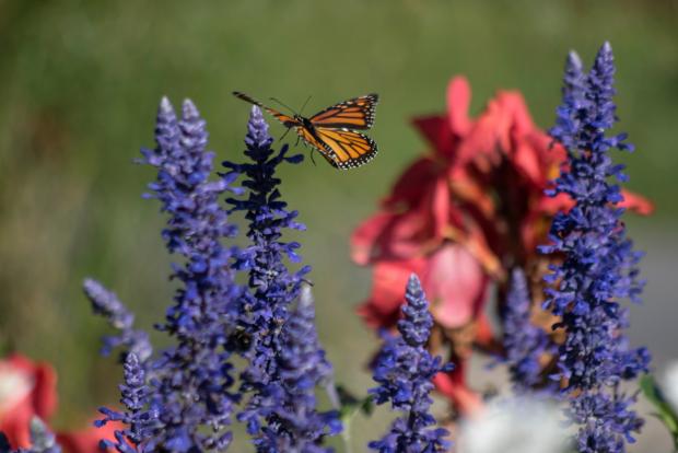 Jardin des nouveautés 3