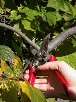 Anvil-type secateur or pruner