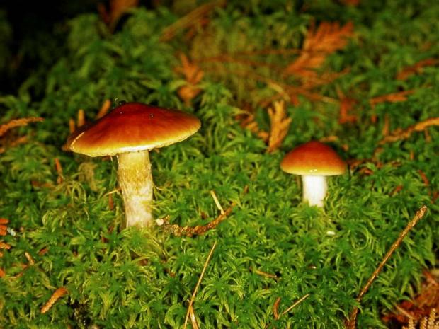 Mushroom from Quebec
