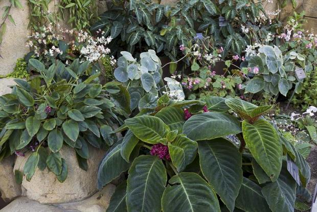Begoniaceae and Gesneriads Greenhouse