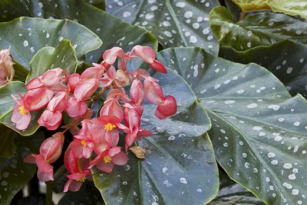 Begonia 'Tom Ment'