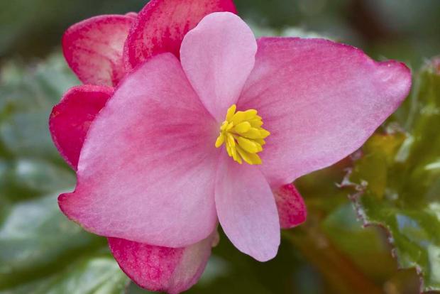 Begonia 'Richmondensis' 