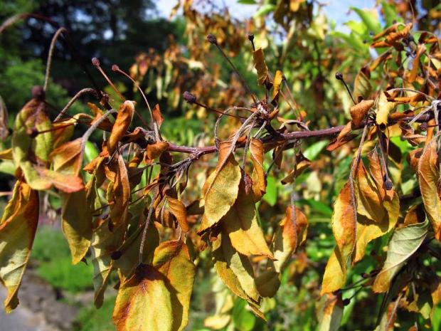 Brûlure bactérienne sur pommier (Malus sp.)
