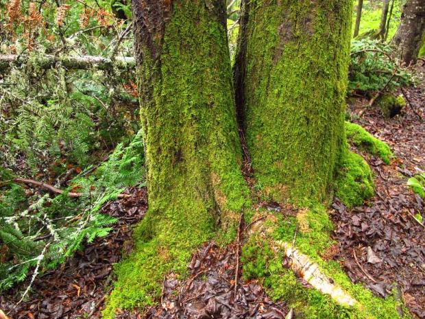 Mousse sur tronc d'arbre